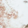 1747130941_japanmarkt